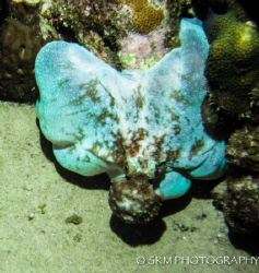 Blue Octopus. Grand Cayman, Night Dive. by Samantha Morgan 